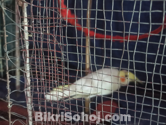 ককাটেল পাখি (yellow latino)